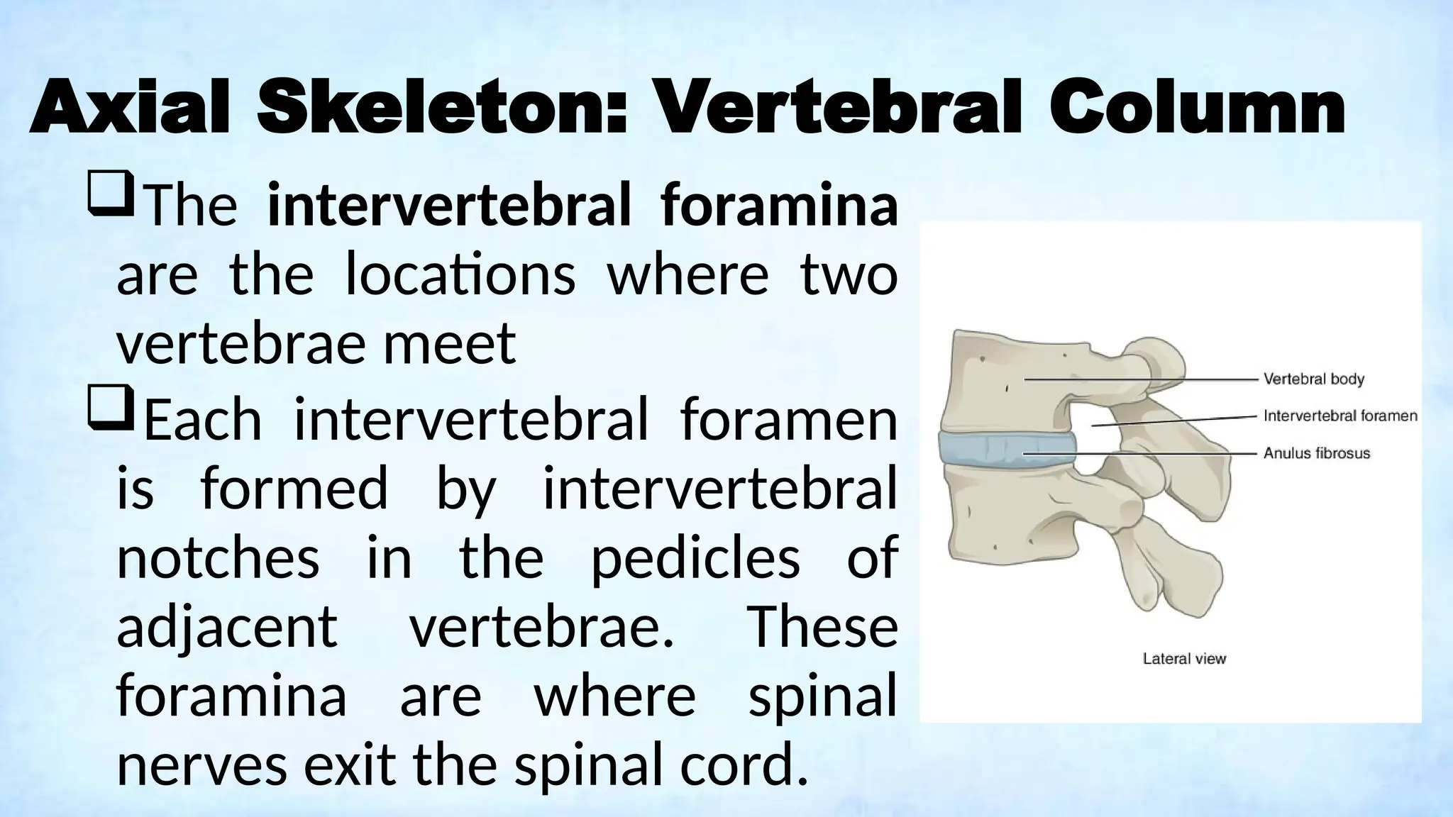 Axial Skeleton: Vertebral Column
The intervertebral foramina
are the locations where two
vertebrae meet
Each intervertebral foramen
is formed by intervertebral
notches in the pedicles of
adjacent vertebrae. These
foramina are where spinal
nerves exit the spinal cord.
 