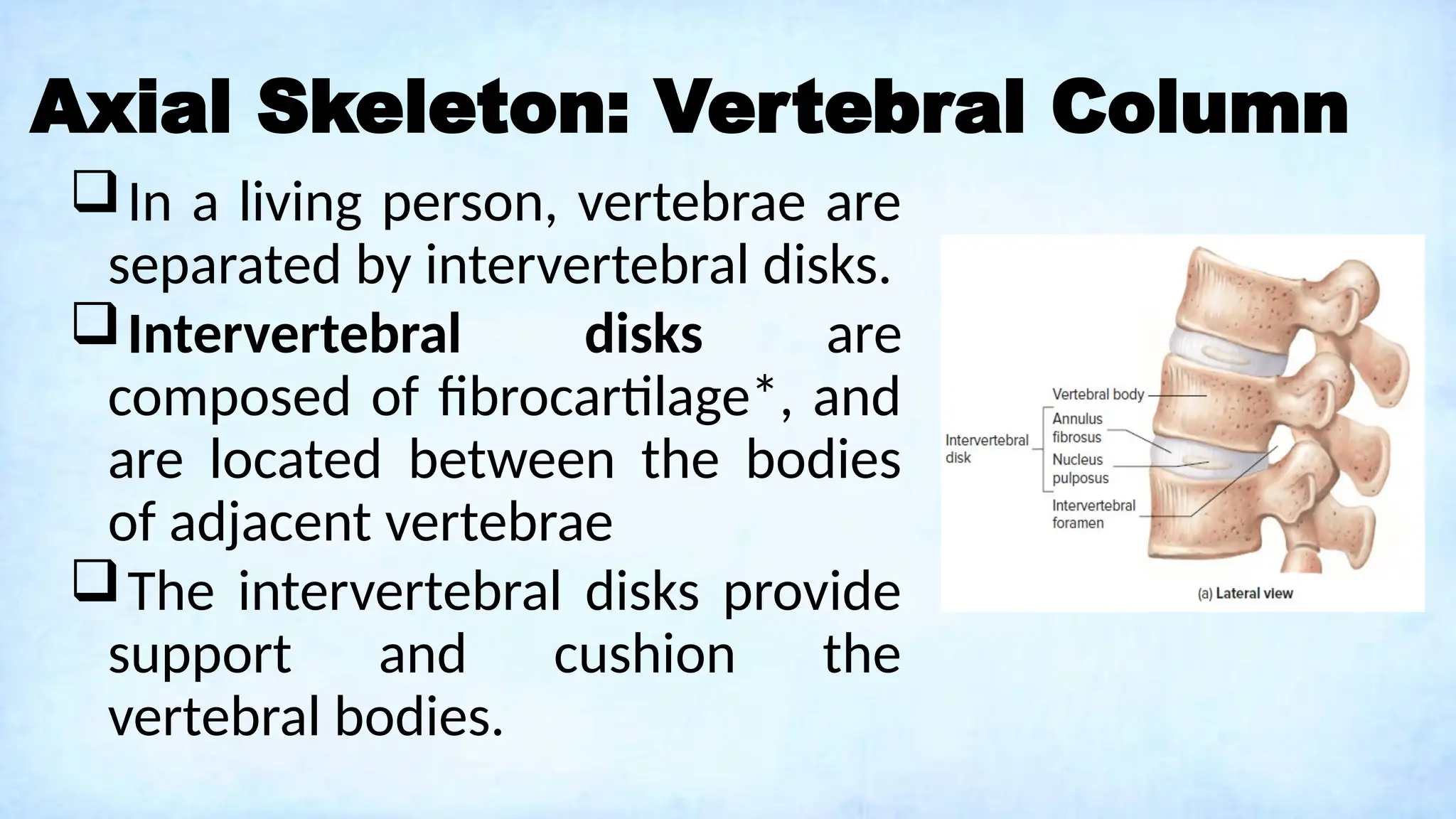 Axial Skeleton: Vertebral Column
In a living person, vertebrae are
separated by intervertebral disks.
Intervertebral disks are
composed of fibrocartilage*, and
are located between the bodies
of adjacent vertebrae
The intervertebral disks provide
support and cushion the
vertebral bodies.
 