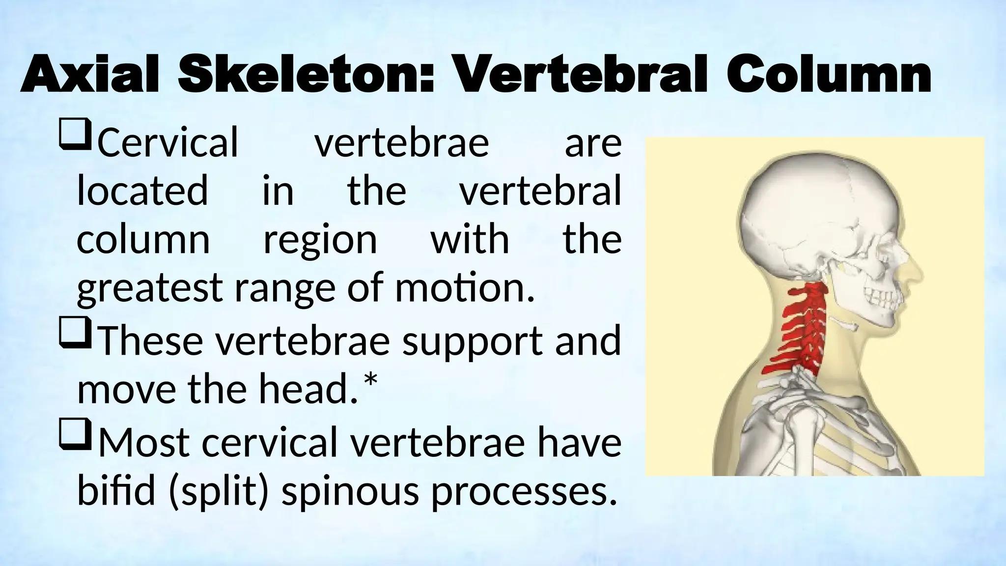 Axial Skeleton: Vertebral Column
Cervical vertebrae are
located in the vertebral
column region with the
greatest range of motion.
These vertebrae support and
move the head.*
Most cervical vertebrae have
bifid (split) spinous processes.
 
