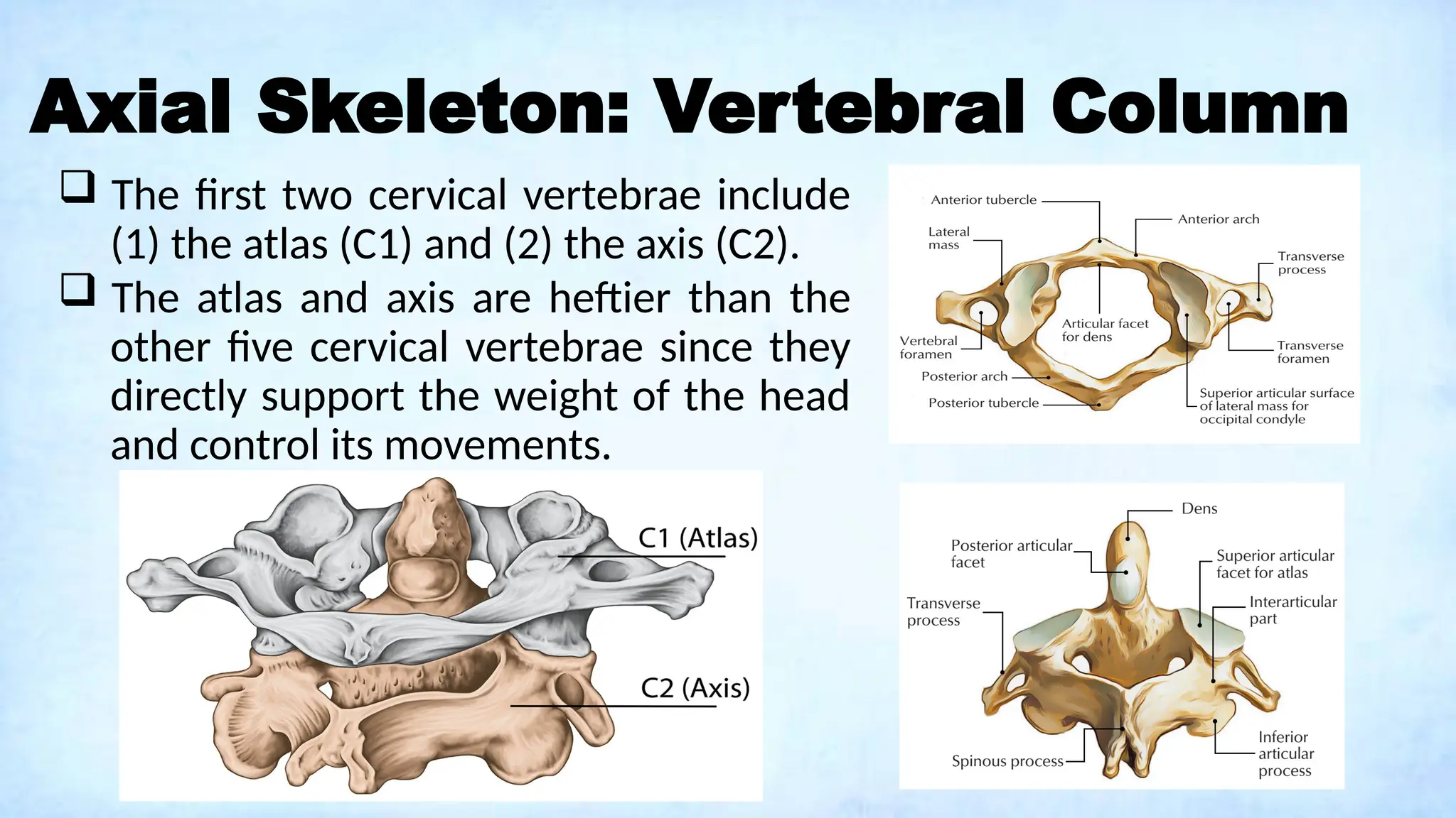 Axial Skeleton: Vertebral Column
 The first two cervical vertebrae include
(1) the atlas (C1) and (2) the axis (C2).
 The atlas and axis are heftier than the
other five cervical vertebrae since they
directly support the weight of the head
and control its movements.
 