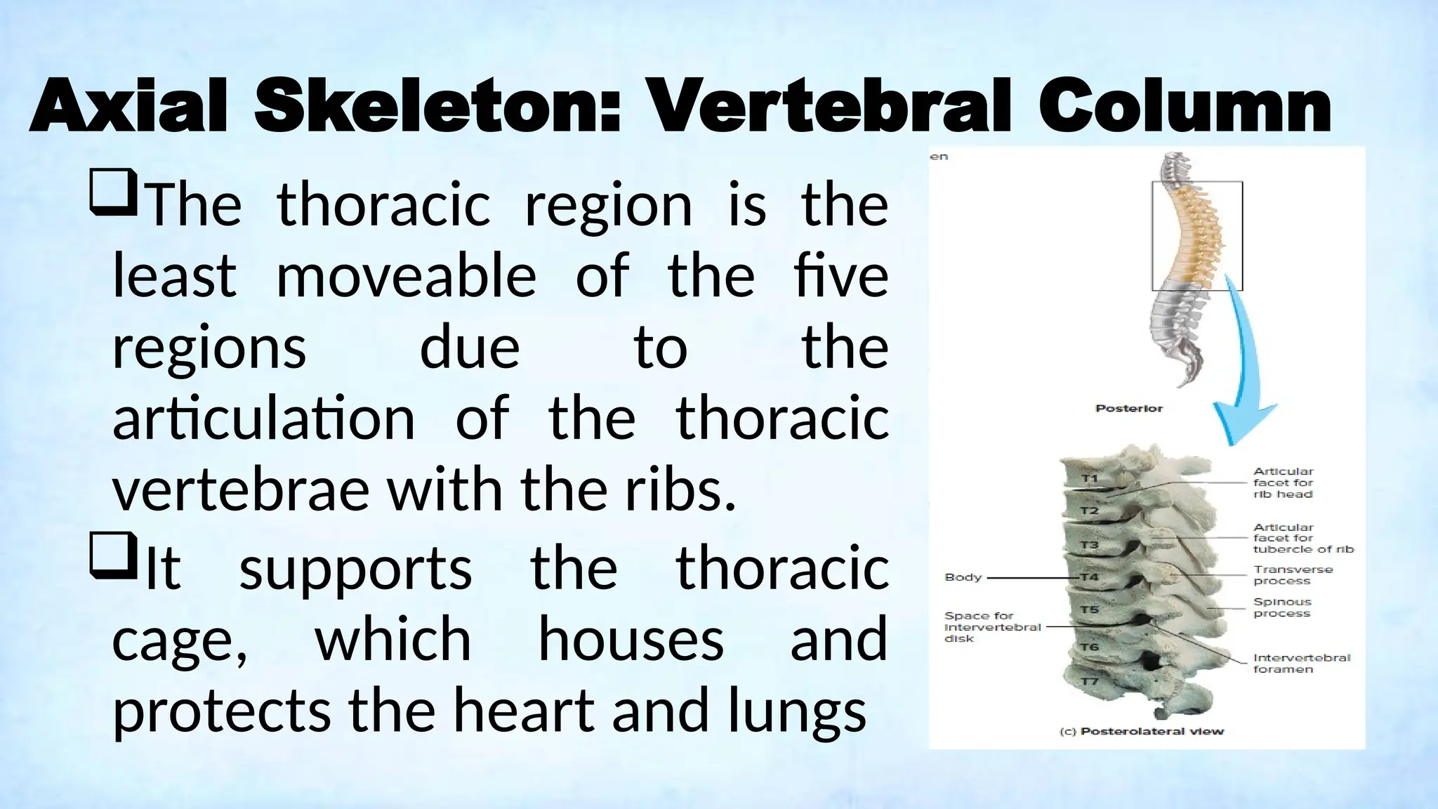 Axial Skeleton: Vertebral Column
The thoracic region is the
least moveable of the five
regions due to the
articulation of the thoracic
vertebrae with the ribs.
It supports the thoracic
cage, which houses and
protects the heart and lungs
 