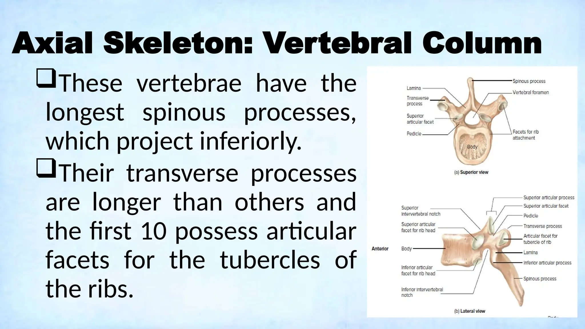 Axial Skeleton: Vertebral Column
These vertebrae have the
longest spinous processes,
which project inferiorly.
Their transverse processes
are longer than others and
the first 10 possess articular
facets for the tubercles of
the ribs.
 