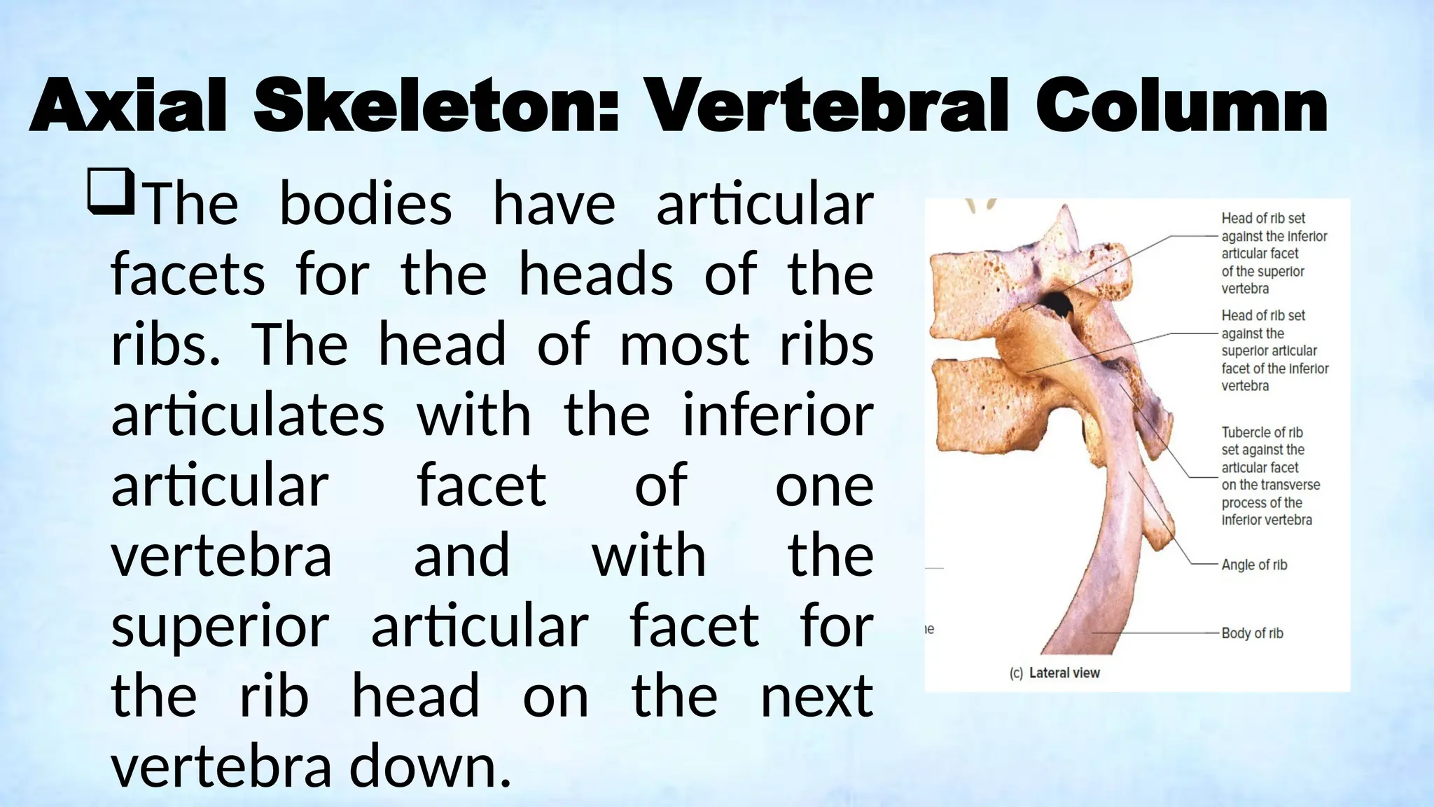 Axial Skeleton: Vertebral Column
The bodies have articular
facets for the heads of the
ribs. The head of most ribs
articulates with the inferior
articular facet of one
vertebra and with the
superior articular facet for
the rib head on the next
vertebra down.
 