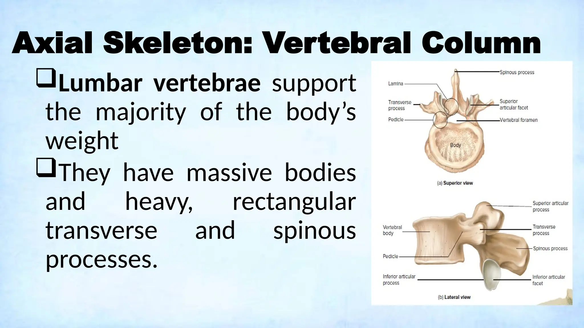 Axial Skeleton: Vertebral Column
Lumbar vertebrae support
the majority of the body’s
weight
They have massive bodies
and heavy, rectangular
transverse and spinous
processes.
 
