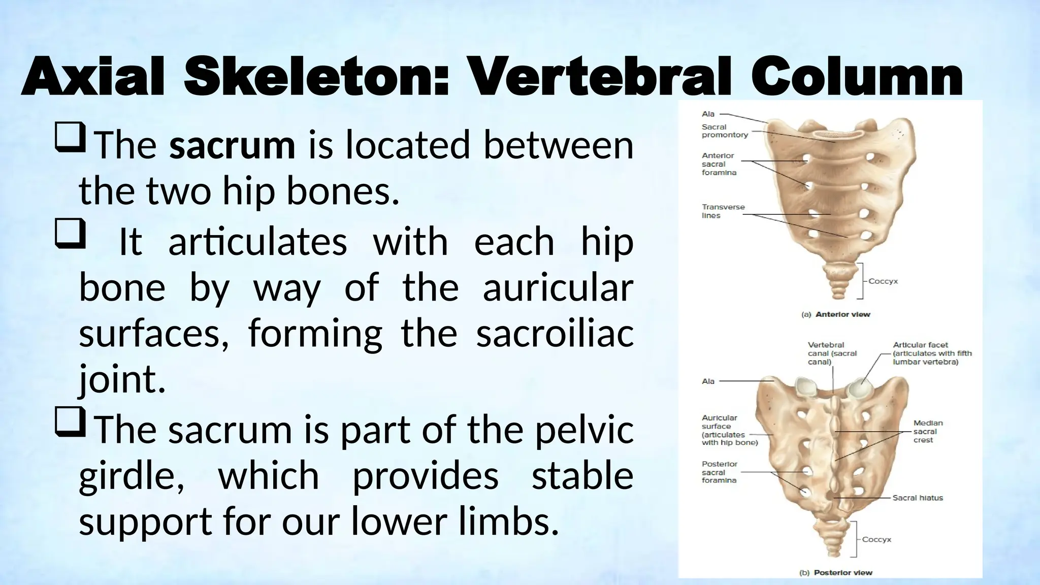 Axial Skeleton: Vertebral Column
The sacrum is located between
the two hip bones.
 It articulates with each hip
bone by way of the auricular
surfaces, forming the sacroiliac
joint.
The sacrum is part of the pelvic
girdle, which provides stable
support for our lower limbs.
 