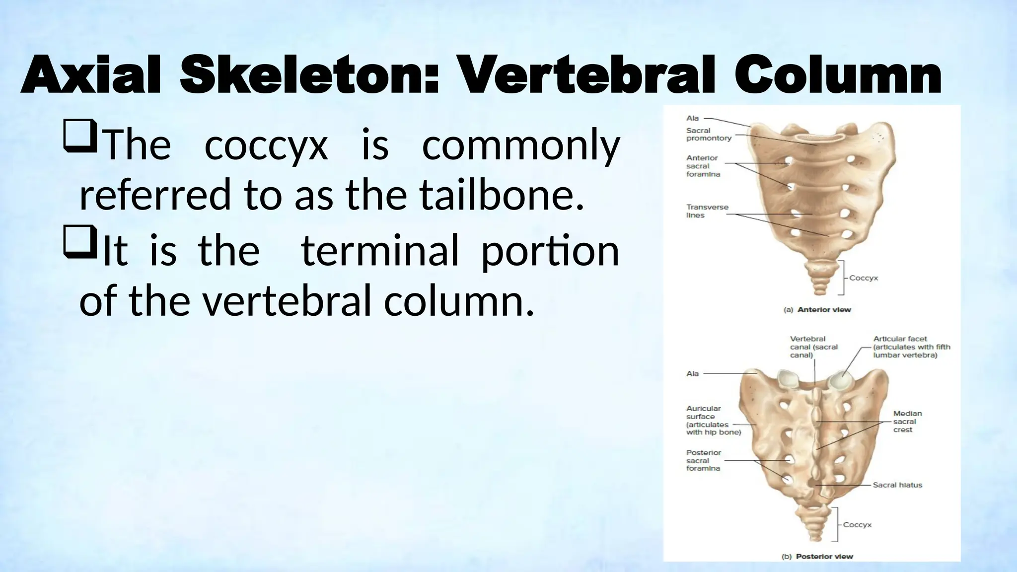 Axial Skeleton: Vertebral Column
The coccyx is commonly
referred to as the tailbone.
It is the terminal portion
of the vertebral column.
 