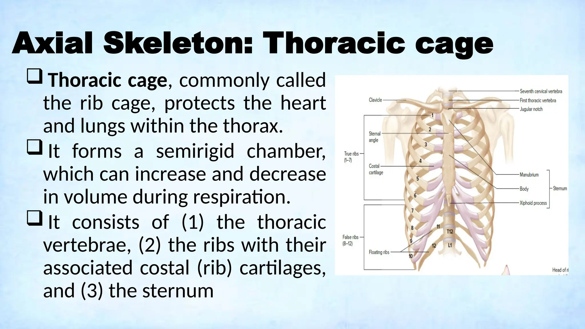 Axial Skeleton: Thoracic cage
 Thoracic cage, commonly called
the rib cage, protects the heart
and lungs within the thorax.
 It forms a semirigid chamber,
which can increase and decrease
in volume during respiration.
 It consists of (1) the thoracic
vertebrae, (2) the ribs with their
associated costal (rib) cartilages,
and (3) the sternum
 