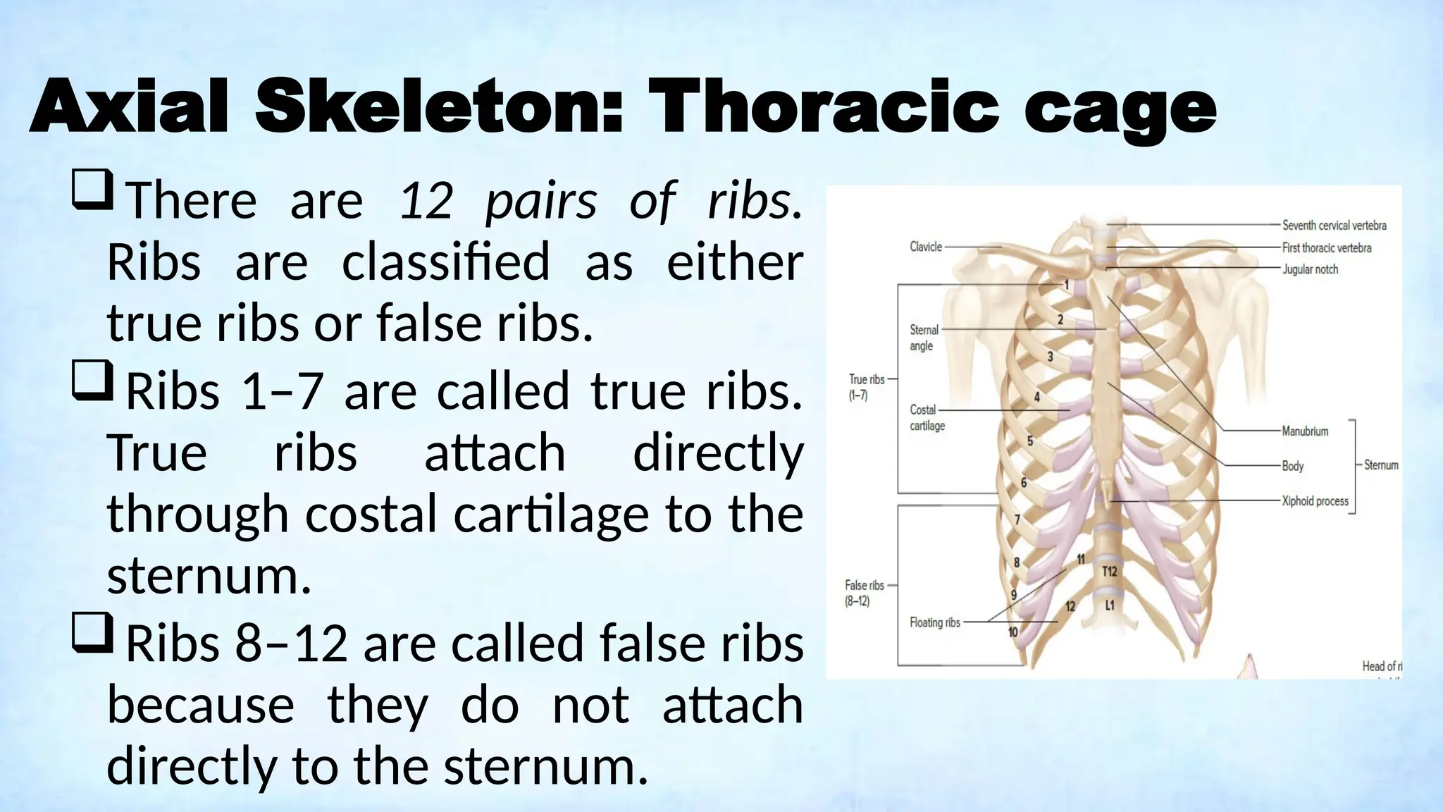 Axial Skeleton: Thoracic cage
There are 12 pairs of ribs.
Ribs are classified as either
true ribs or false ribs.
Ribs 1–7 are called true ribs.
True ribs attach directly
through costal cartilage to the
sternum.
Ribs 8–12 are called false ribs
because they do not attach
directly to the sternum.
 