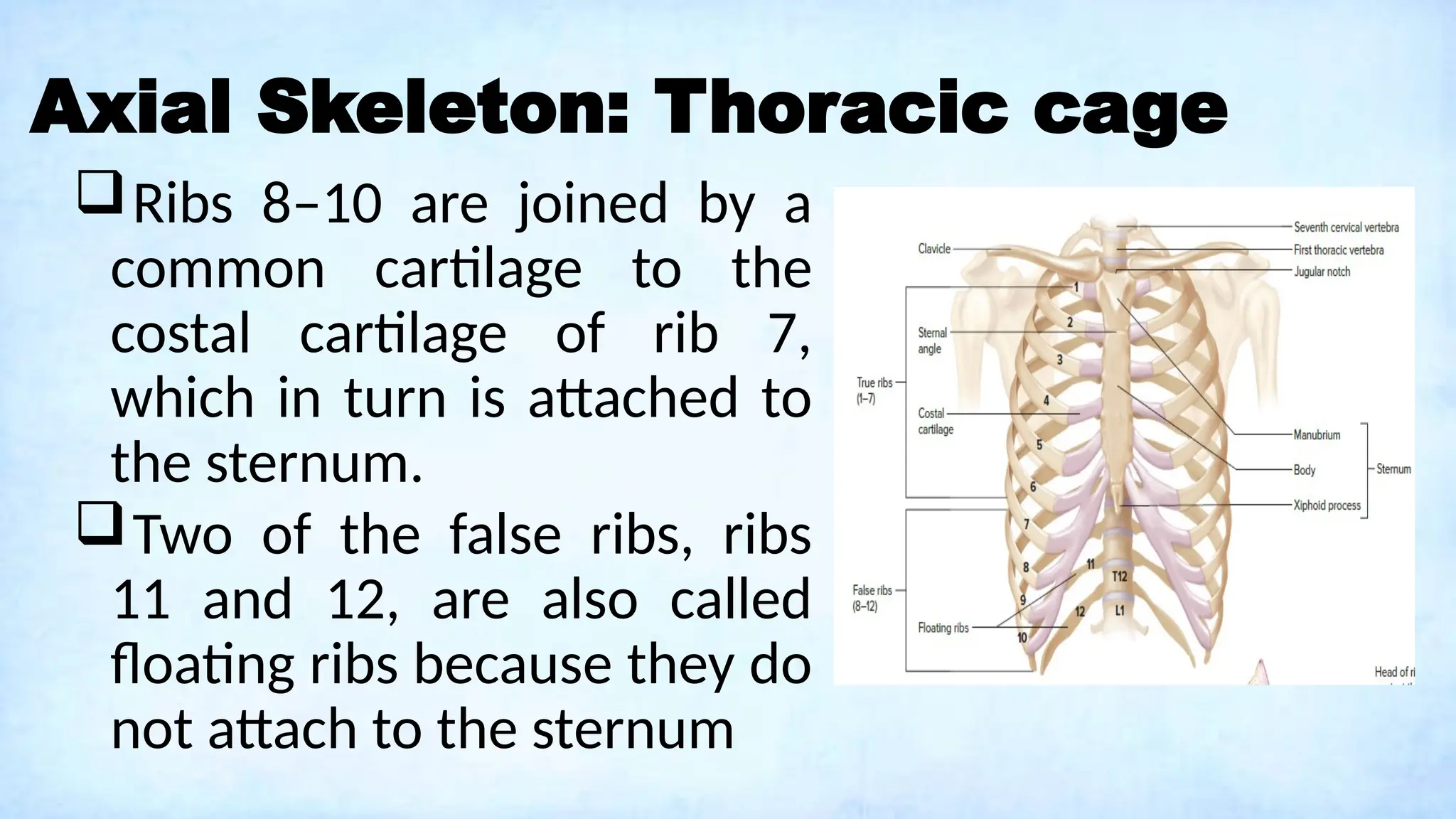 Axial Skeleton: Thoracic cage
Ribs 8–10 are joined by a
common cartilage to the
costal cartilage of rib 7,
which in turn is attached to
the sternum.
Two of the false ribs, ribs
11 and 12, are also called
floating ribs because they do
not attach to the sternum
 