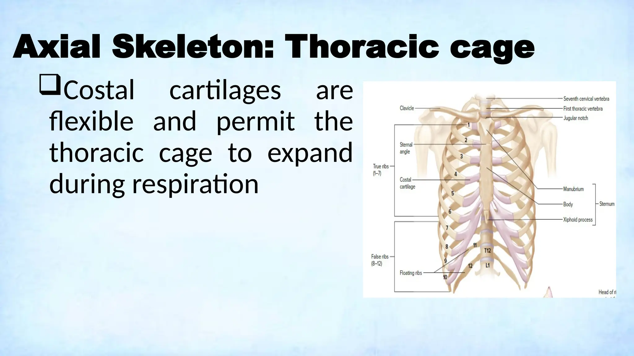 Axial Skeleton: Thoracic cage
Costal cartilages are
flexible and permit the
thoracic cage to expand
during respiration
 