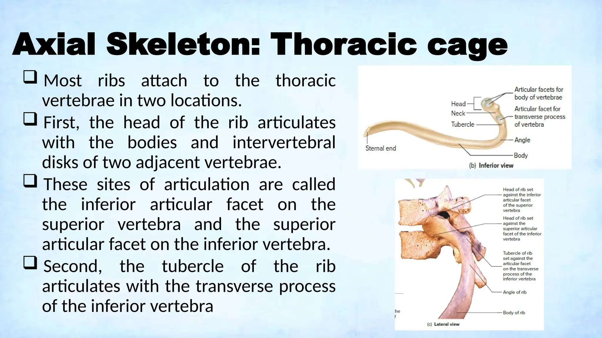 Axial Skeleton: Thoracic cage
 Most ribs attach to the thoracic
vertebrae in two locations.
 First, the head of the rib articulates
with the bodies and intervertebral
disks of two adjacent vertebrae.
 These sites of articulation are called
the inferior articular facet on the
superior vertebra and the superior
articular facet on the inferior vertebra.
 Second, the tubercle of the rib
articulates with the transverse process
of the inferior vertebra
 