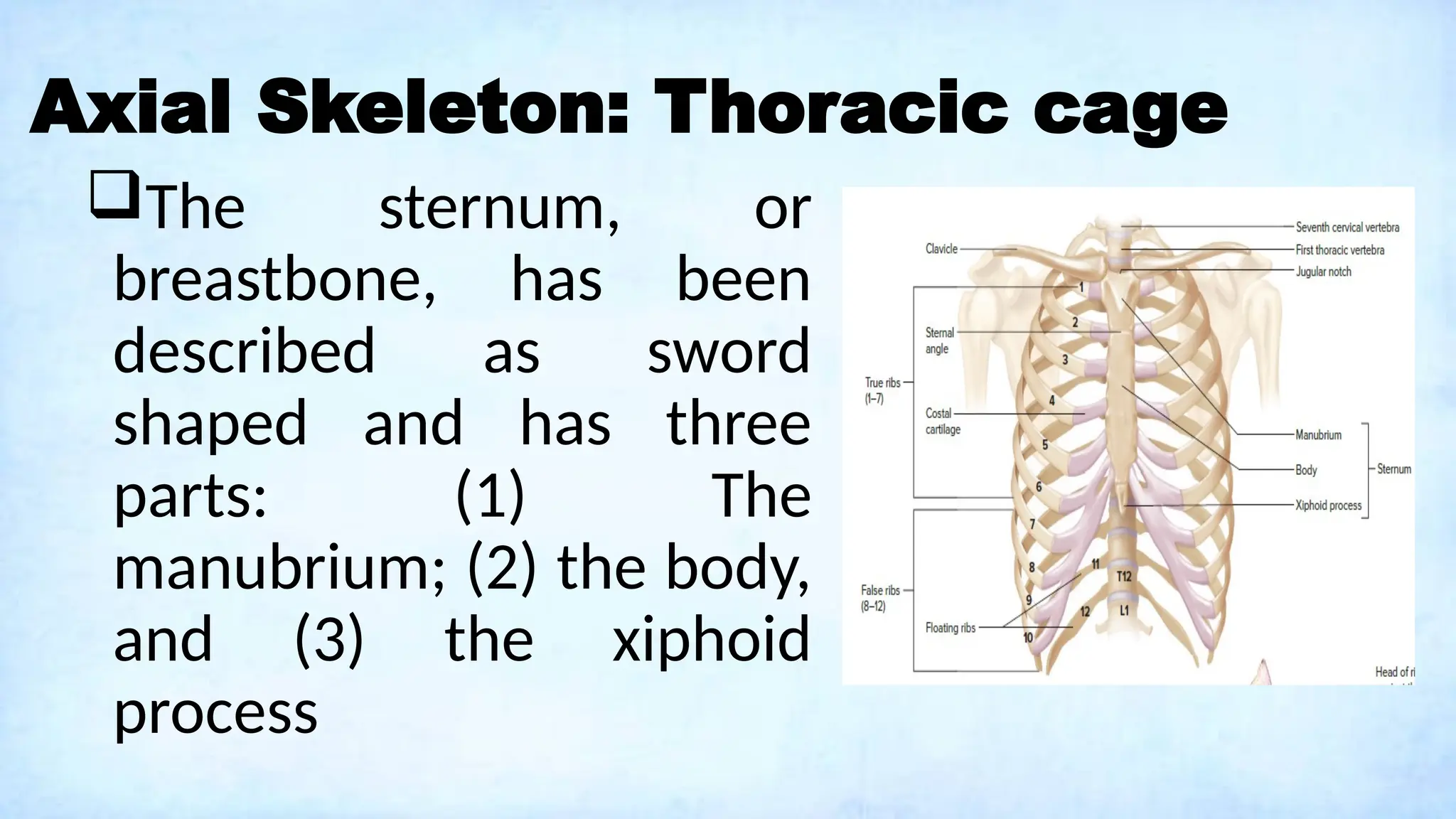 Axial Skeleton: Thoracic cage
The sternum, or
breastbone, has been
described as sword
shaped and has three
parts: (1) The
manubrium; (2) the body,
and (3) the xiphoid
process
 