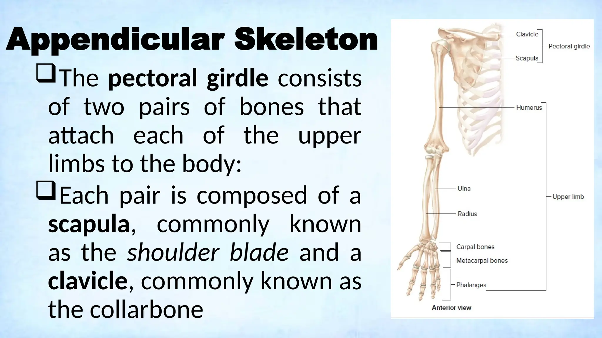 Appendicular Skeleton
The pectoral girdle consists
of two pairs of bones that
attach each of the upper
limbs to the body:
Each pair is composed of a
scapula, commonly known
as the shoulder blade and a
clavicle, commonly known as
the collarbone
 