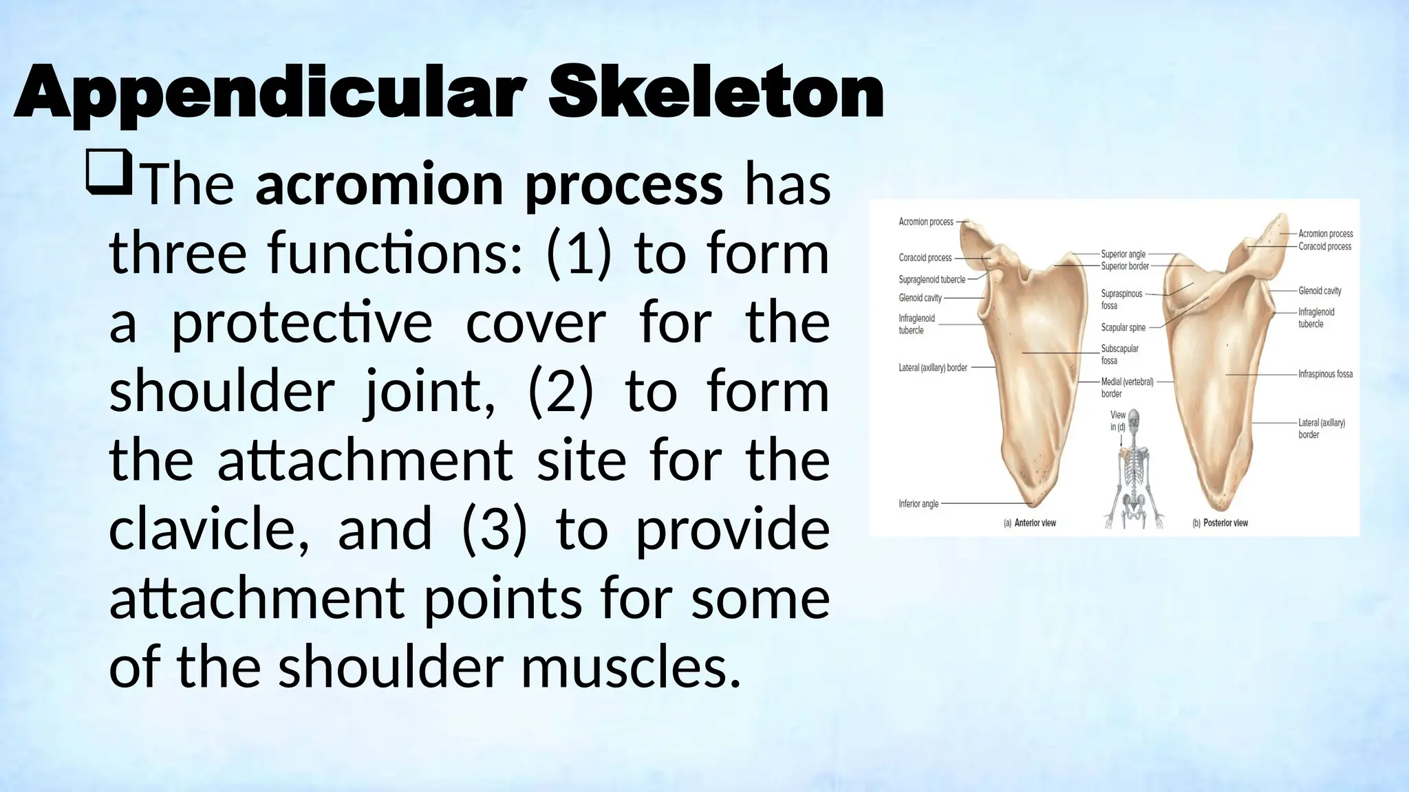 Appendicular Skeleton
The acromion process has
three functions: (1) to form
a protective cover for the
shoulder joint, (2) to form
the attachment site for the
clavicle, and (3) to provide
attachment points for some
of the shoulder muscles.
 