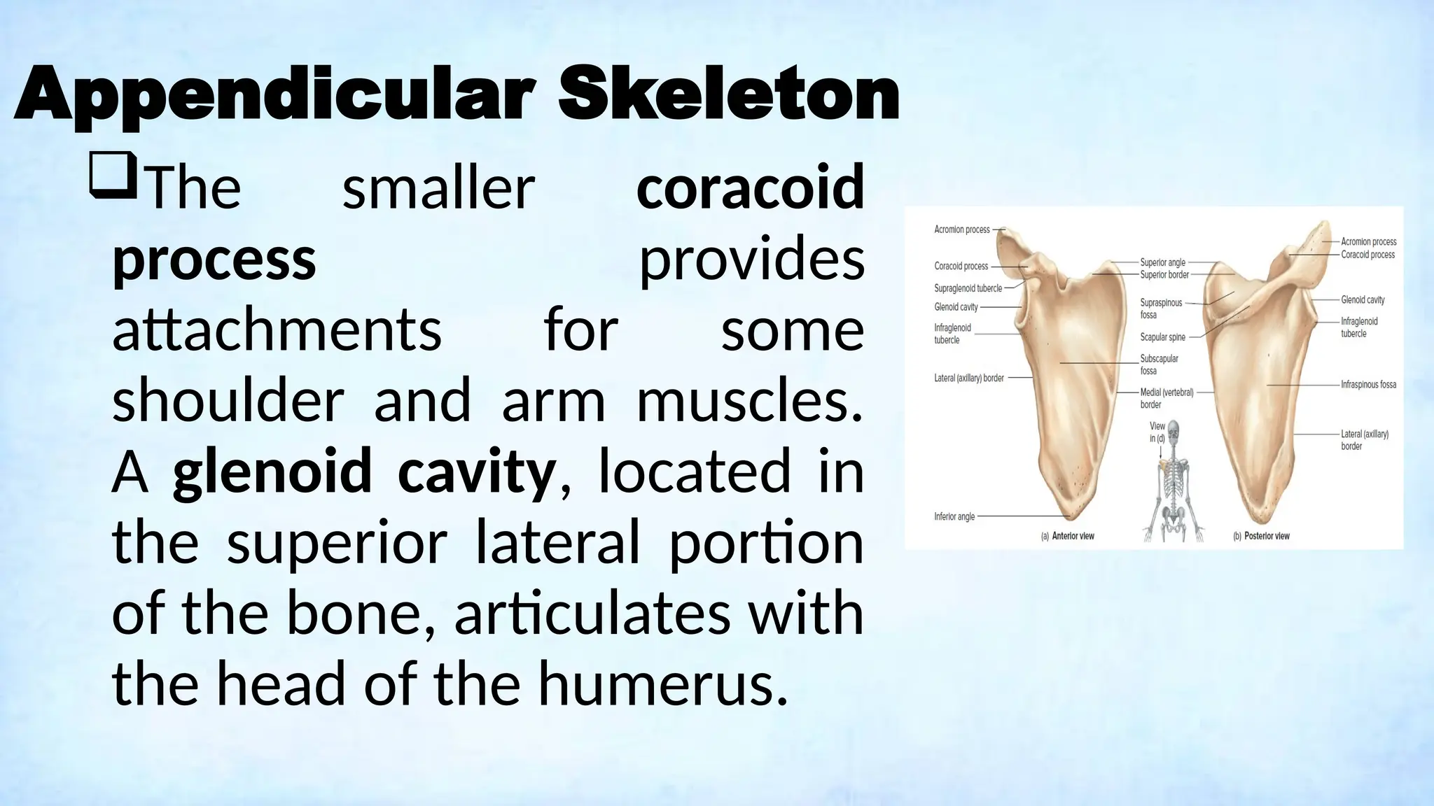 Appendicular Skeleton
The smaller coracoid
process provides
attachments for some
shoulder and arm muscles.
A glenoid cavity, located in
the superior lateral portion
of the bone, articulates with
the head of the humerus.
 