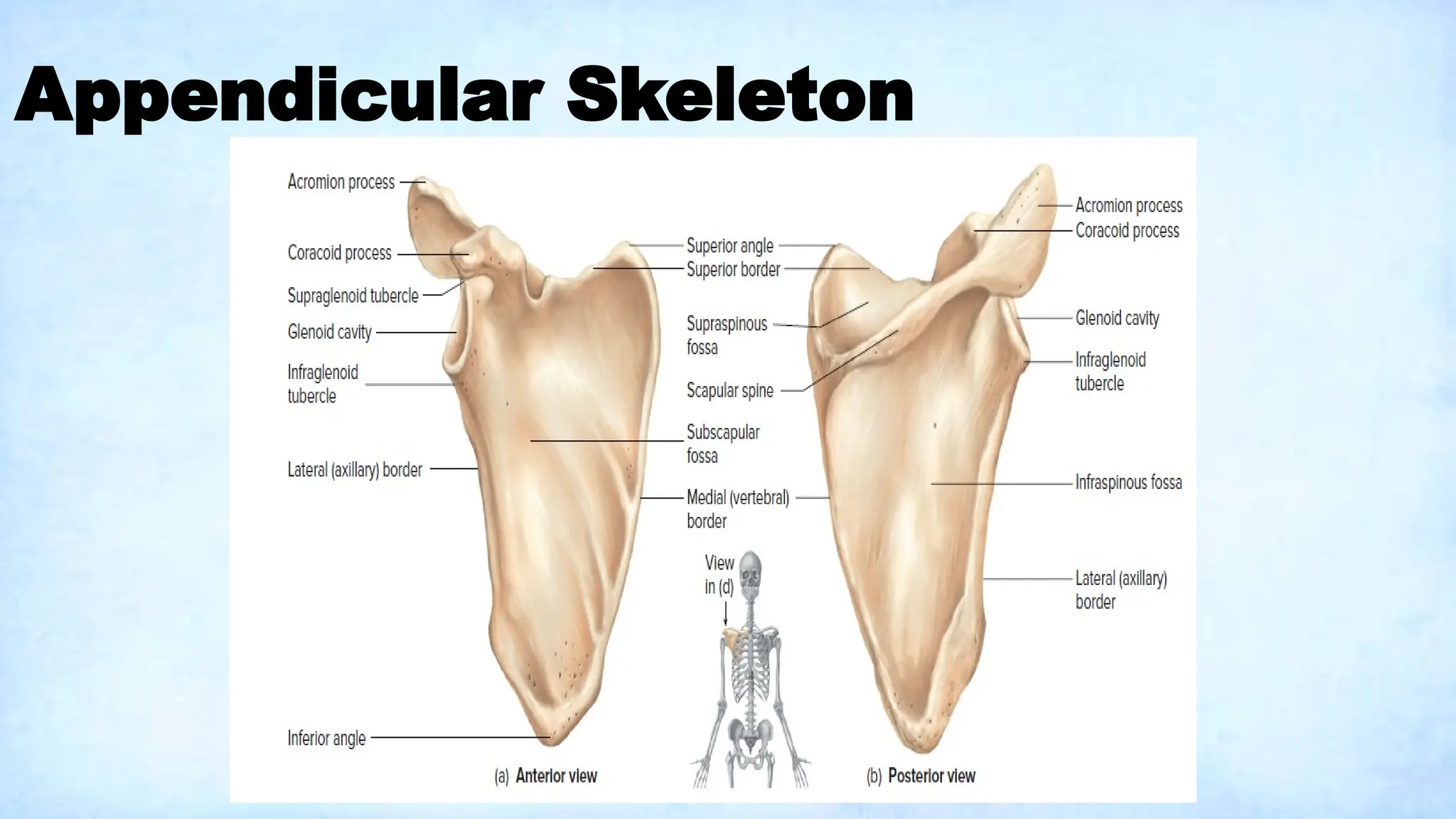 Appendicular Skeleton
 