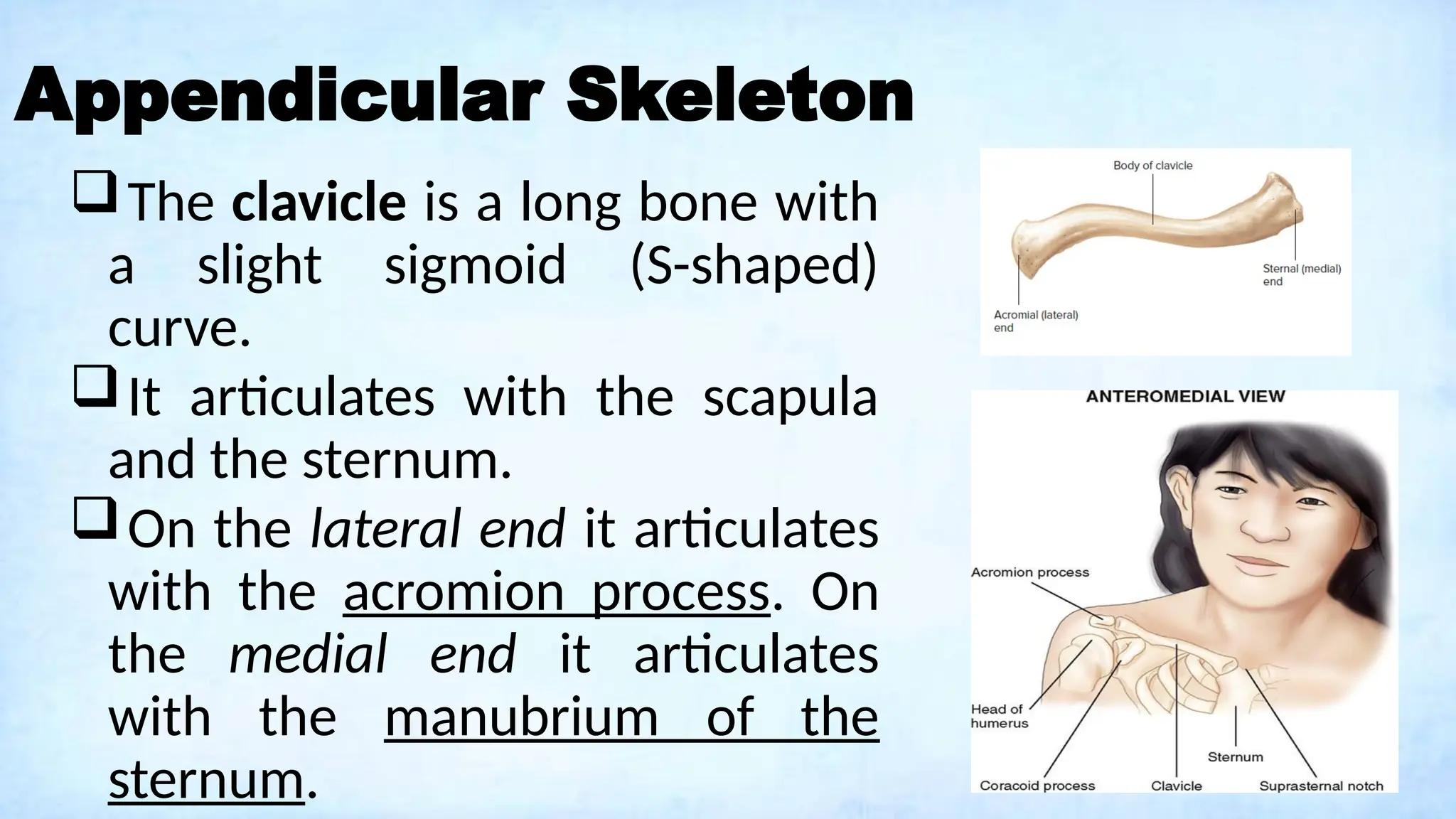 Appendicular Skeleton
The clavicle is a long bone with
a slight sigmoid (S-shaped)
curve.
It articulates with the scapula
and the sternum.
On the lateral end it articulates
with the acromion process. On
the medial end it articulates
with the manubrium of the
sternum.
 