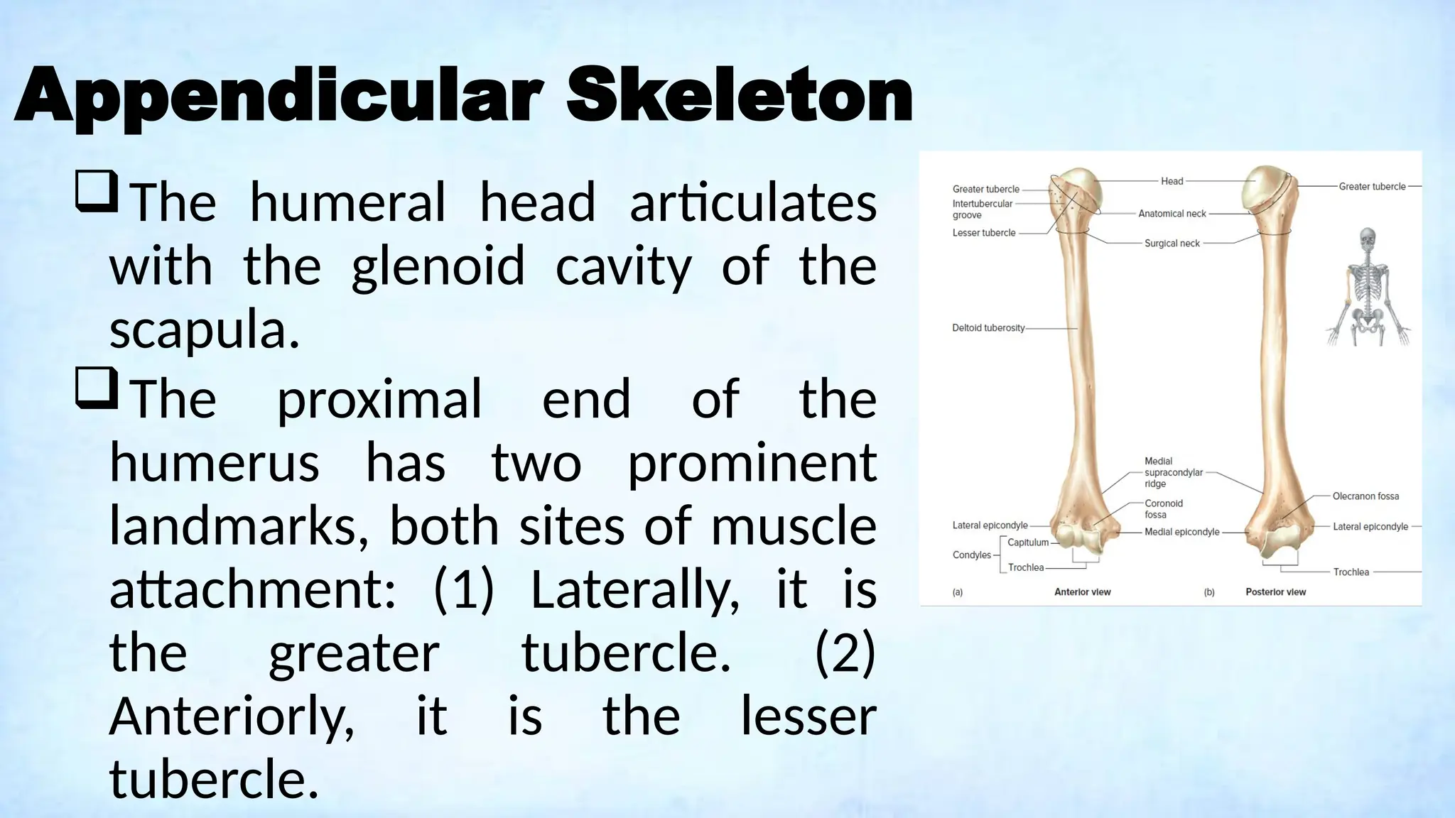 Appendicular Skeleton
The humeral head articulates
with the glenoid cavity of the
scapula.
The proximal end of the
humerus has two prominent
landmarks, both sites of muscle
attachment: (1) Laterally, it is
the greater tubercle. (2)
Anteriorly, it is the lesser
tubercle.
 