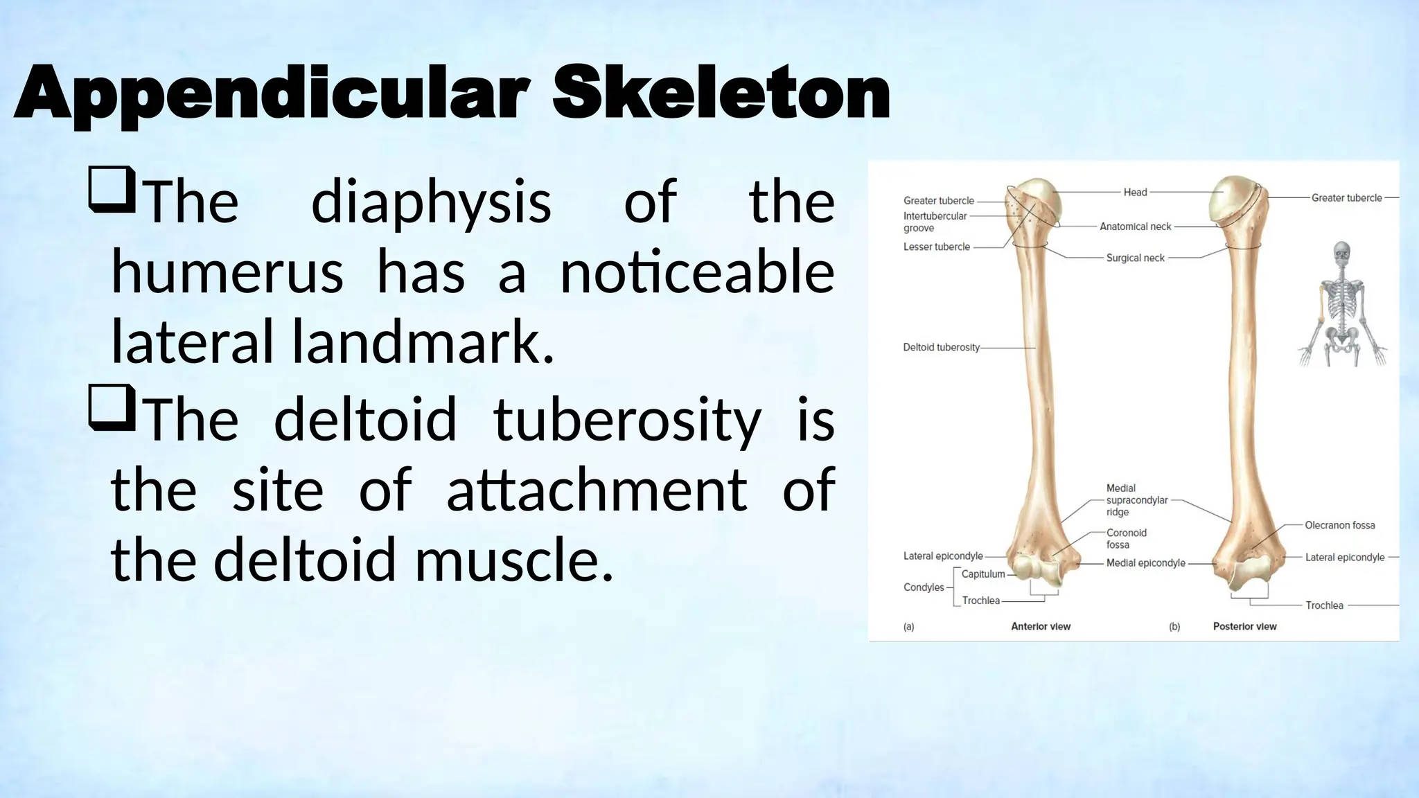 Appendicular Skeleton
The diaphysis of the
humerus has a noticeable
lateral landmark.
The deltoid tuberosity is
the site of attachment of
the deltoid muscle.
 