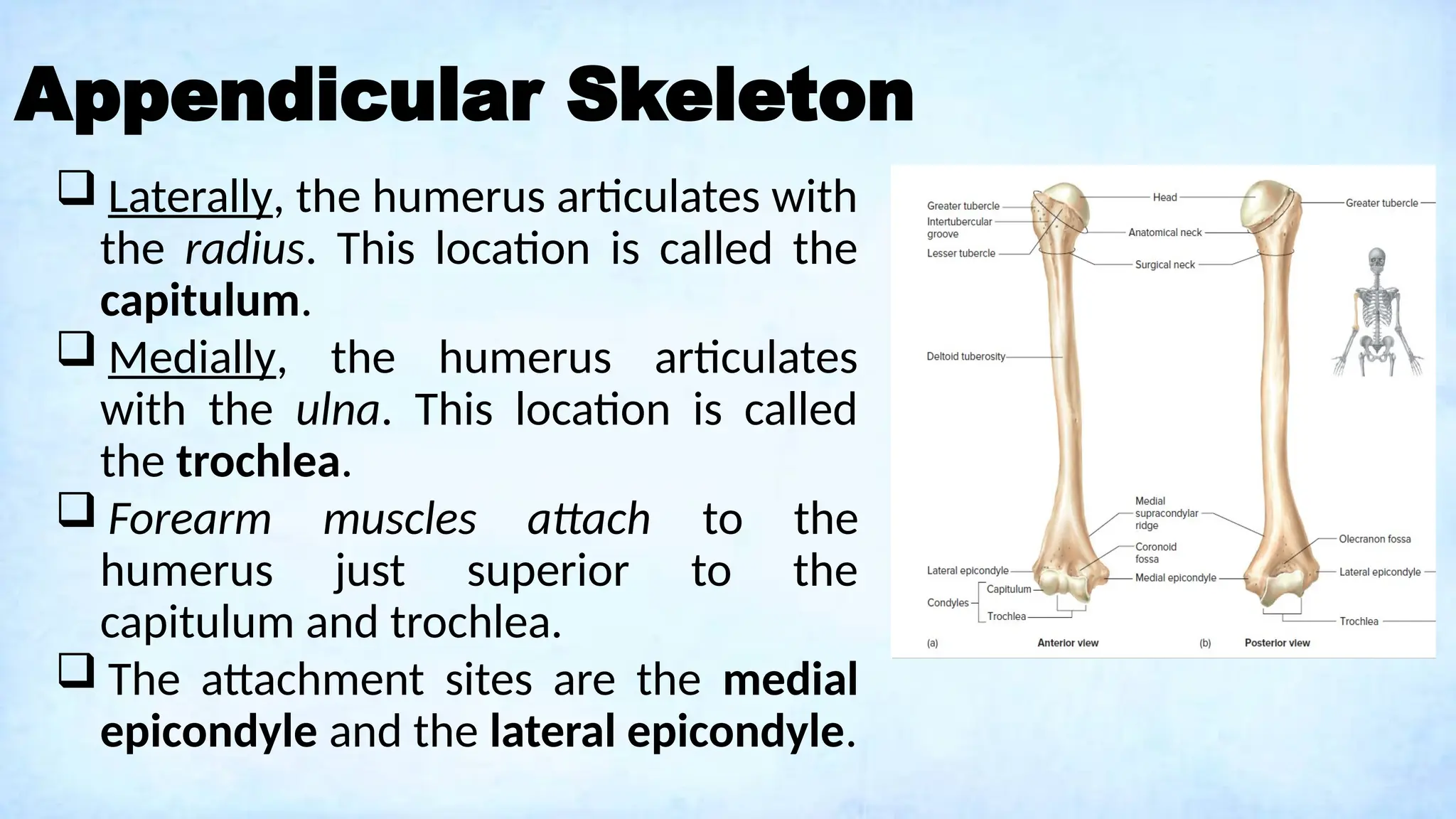 Appendicular Skeleton
 Laterally, the humerus articulates with
the radius. This location is called the
capitulum.
 Medially, the humerus articulates
with the ulna. This location is called
the trochlea.
 Forearm muscles attach to the
humerus just superior to the
capitulum and trochlea.
 The attachment sites are the medial
epicondyle and the lateral epicondyle.
 