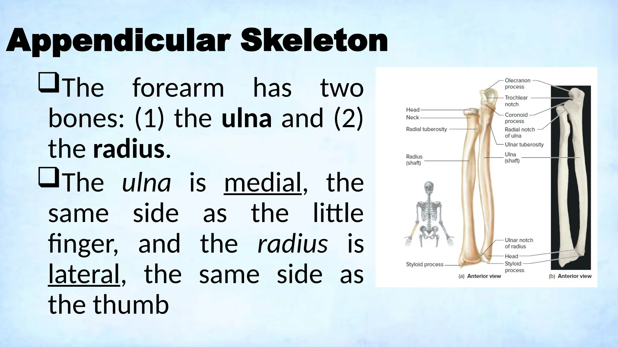 Appendicular Skeleton
The forearm has two
bones: (1) the ulna and (2)
the radius.
The ulna is medial, the
same side as the little
finger, and the radius is
lateral, the same side as
the thumb
 