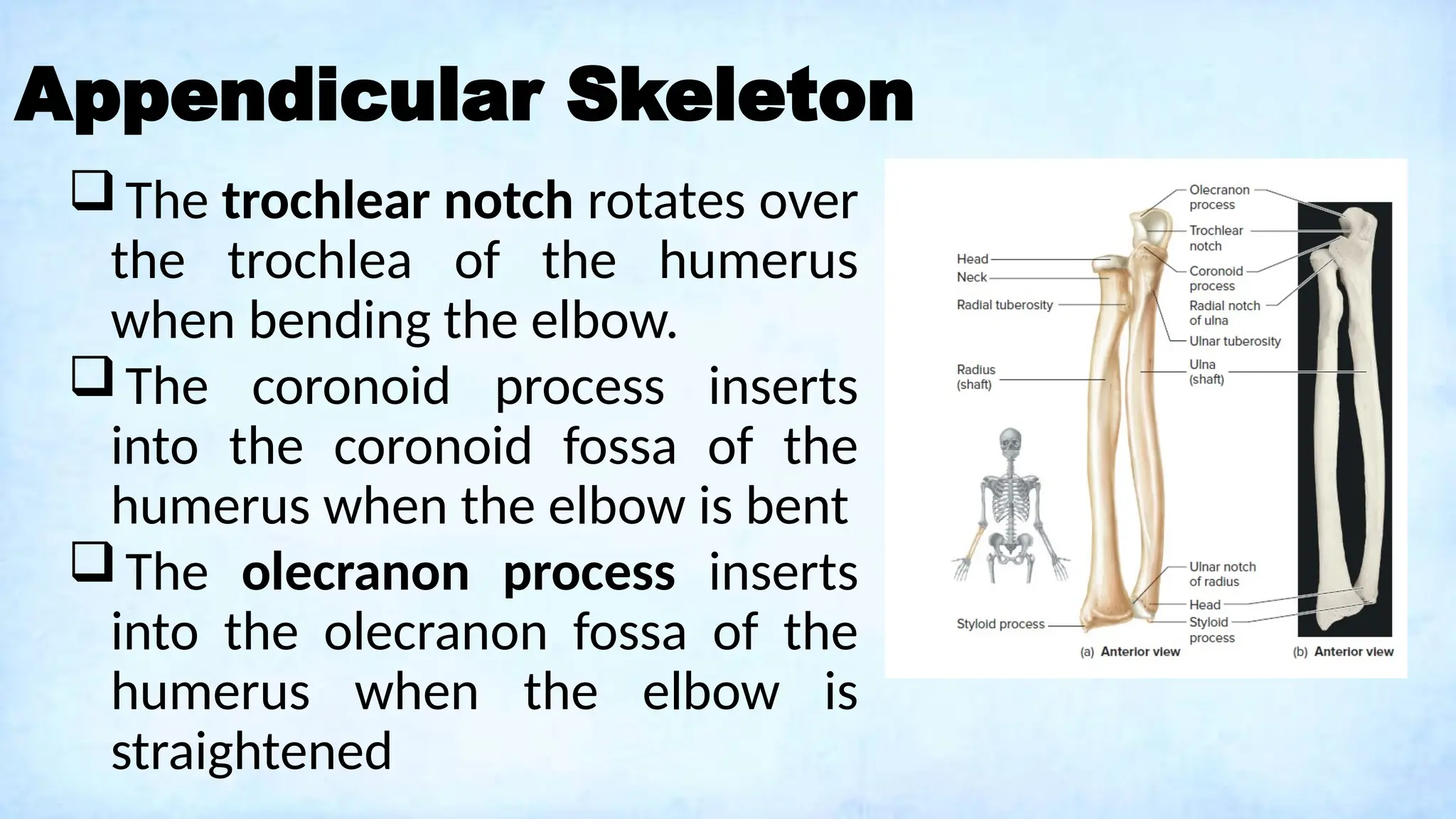 Appendicular Skeleton
The trochlear notch rotates over
the trochlea of the humerus
when bending the elbow.
The coronoid process inserts
into the coronoid fossa of the
humerus when the elbow is bent
The olecranon process inserts
into the olecranon fossa of the
humerus when the elbow is
straightened
 