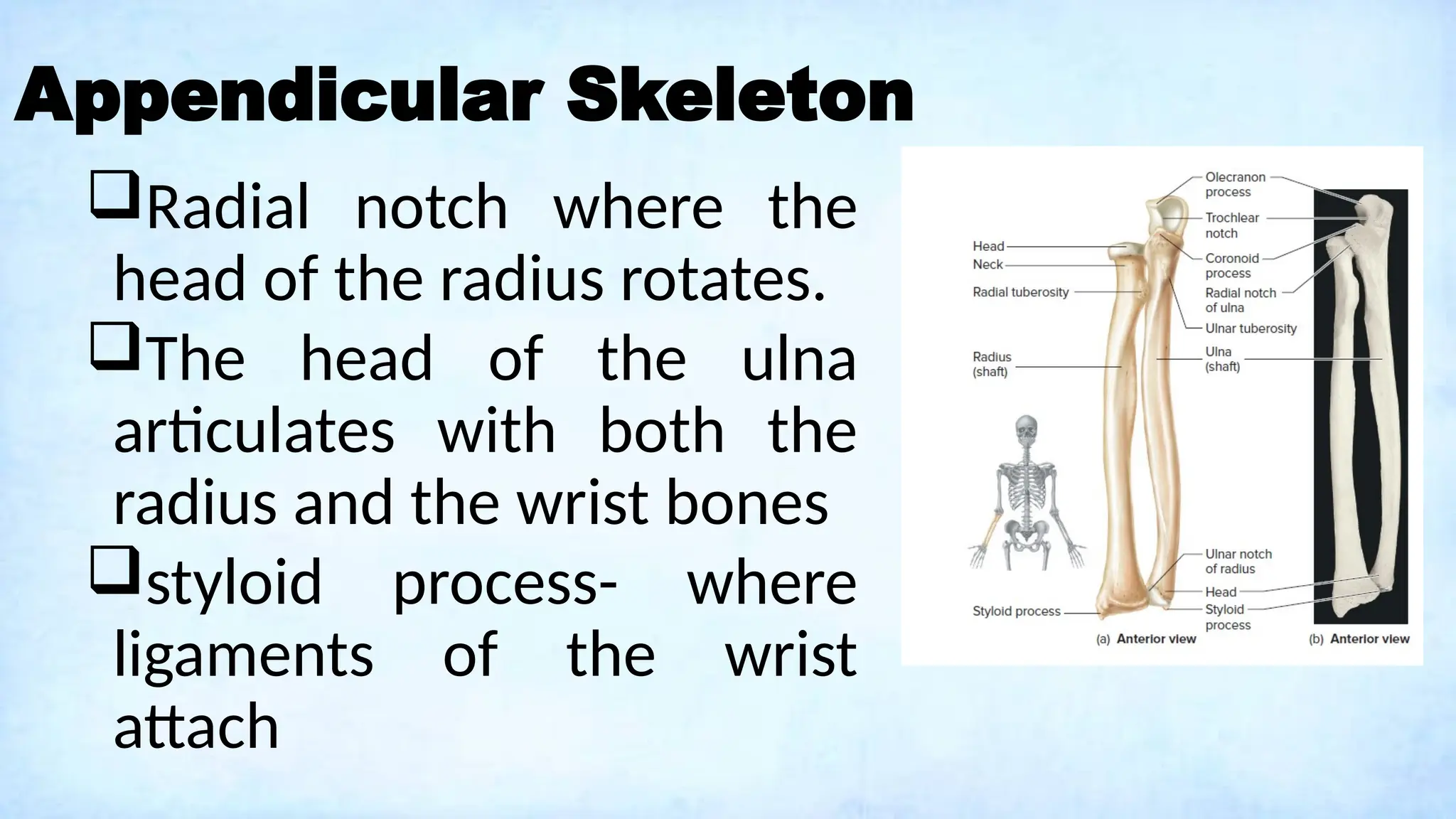 Appendicular Skeleton
Radial notch where the
head of the radius rotates.
The head of the ulna
articulates with both the
radius and the wrist bones
styloid process- where
ligaments of the wrist
attach
 