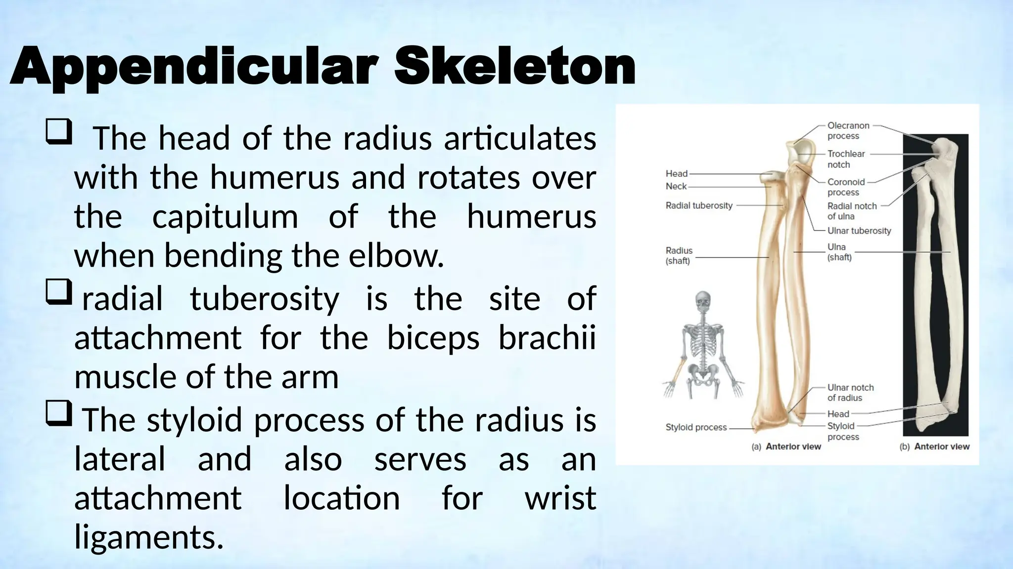 Appendicular Skeleton
 The head of the radius articulates
with the humerus and rotates over
the capitulum of the humerus
when bending the elbow.
 radial tuberosity is the site of
attachment for the biceps brachii
muscle of the arm
 The styloid process of the radius is
lateral and also serves as an
attachment location for wrist
ligaments.
 