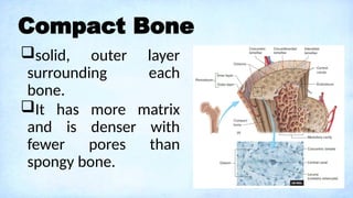 Skeleton Rows Component A Lecture on Skeletal System: Components, Structures, and Functions.pptx