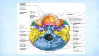 Skeleton Rows Component A Lecture on Skeletal System: Components, Structures, and Functions.pptx