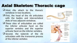 Two Adject Ribs A Lecture on Skeletal System: Components, Structures, and Functions.pptx