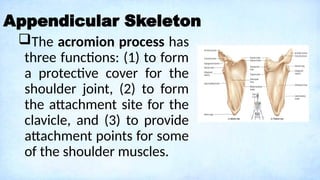 A Lecture on Skeletal System: Components, Structures, and Functions.pptx