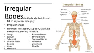 Skeletal System Power Point Anatomy.pptx