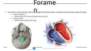 Skeletal System Power Point Anatomy.pptx