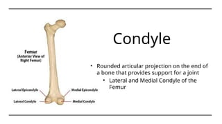 Skeletal System Power Point Anatomy.pptx