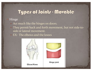 — Hinge
— Act much like the hinges on doors.
— They permit back and forth movement, but not side-to-
side or lateral movement.
— EX: The elbows and the knees
 