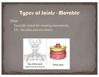 — Pivot
— Specially suited for rotating movements.
— EX: the atlas and axis bones
—
 