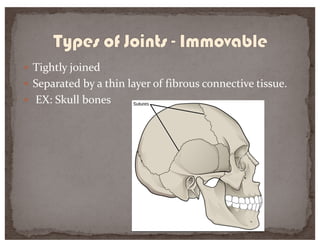 — Tightly joined
— Separated by a thin layer of fibrous connective tissue.
— EX: Skull bones
 