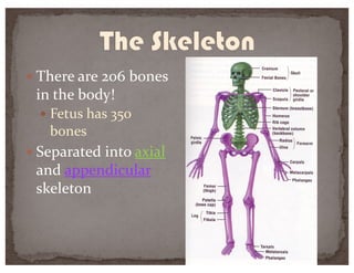 — There are 206 bones
in the body!
— Fetus has 350
bones
— Separated into axial
and appendicular
skeleton
 