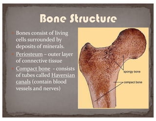 — Bones consist of living
cells surrounded by
deposits of minerals.
— Periosteum – outer layer
of connective tissue
— Compact bone - consists
of tubes called Haversian
canals (contain blood
vessels and nerves)
 