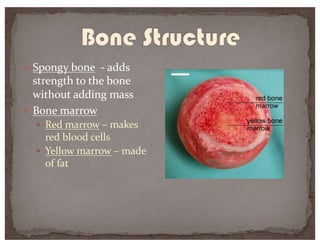 — Spongy bone - adds
strength to the bone
without adding mass
— Bone marrow
— Red marrow – makes
red blood cells
— Yellow marrow – made
of fat
 