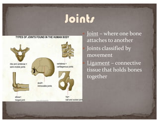 — Joint – where one bone
attaches to another
— Joints classified by
movement
— Ligament – connective
tissue that holds bones
together
 