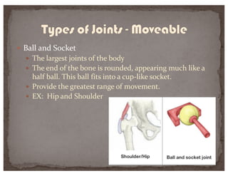 — Ball and Socket
— The largest joints of the body
— The end of the bone is rounded, appearing much like a
half ball. This ball fits into a cup-like socket.
— Provide the greatest range of movement.
— EX: Hip and Shoulder
 