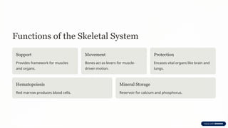 Functions of the Skeletal System
Support
Provides framework for muscles
and organs.
Movement
Bones act as levers for muscle-
driven motion.
Protection
Encases vital organs like brain and
lungs.
Hematopoiesis
Red marrow produces blood cells.
Mineral Storage
Reservoir for calcium and phosphorus.
 