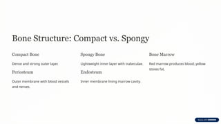 Bone Structure: Compact vs. Spongy
Compact Bone
Dense and strong outer layer.
Periosteum
Outer membrane with blood vessels
and nerves.
Spongy Bone
Lightweight inner layer with trabeculae.
Endosteum
Inner membrane lining marrow cavity.
Bone Marrow
Red marrow produces blood; yellow
stores fat.
 
