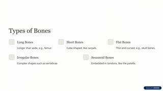 Types of Bones
Long Bones
Longer than wide, e.g., femur.
Short Bones
Cube-shaped, like carpals.
Flat Bones
Thin and curved, e.g., skull bones.
Irregular Bones
Complex shapes such as vertebrae.
Sesamoid Bones
Embedded in tendons, like the patella.
 