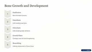 Bone Growth and Development
Ossification
Bone formation process.
Osteoblasts
Cells building new bone.
Osteoclasts
Cells breaking down old bone.
Growth Plates
Cartilage zones for bone lengthening.
Remodeling
Lifelong replacement of bone tissue.
 