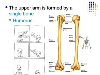 Single Humerus Skeletal System presentation for high school | PPTX