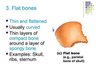 Skeletal System presentation for high school | PPTX
