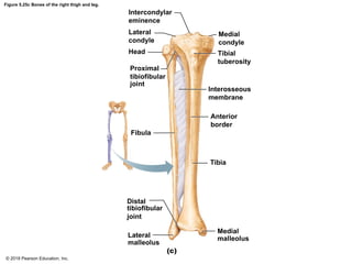 Tibial Ridging SKELETAL SYSTEM PPT FOR THE BSN 1ST YEAR | PDF